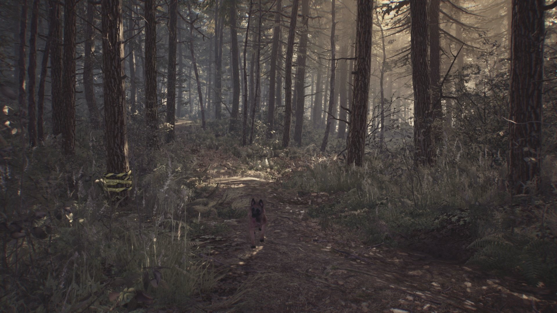 Blair Witch - Imagen 27